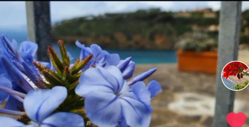 Rosa Dei Venti Capoliveri (Isola d'Elba)